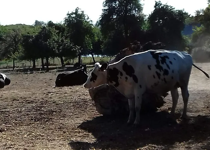 Le Chateau Du Grand Coudray Bed & Breakfast