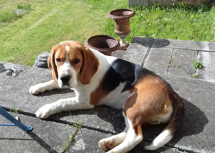 Bed & Breakfast Le Chateau Du Grand Coudray Villaines-la-Juhel